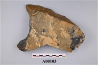 藏品(植物化石)的圖片